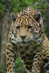 Jaguar - Panthera onca