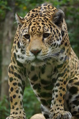Jaguar - Panthera onca