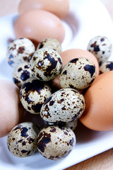 Obraz premium huevos de codorniz