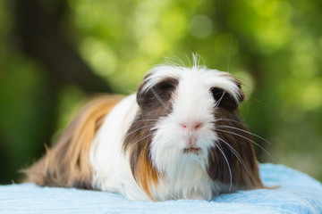 portrait d'un cobaye shelty