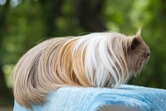 cobaye de race shelty