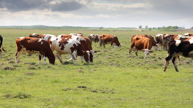 Grazing cow dairy cattle