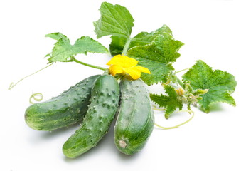 Cucumbers with leaves