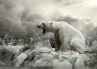 White Polar Bear Hunter on the Ice in water drops.