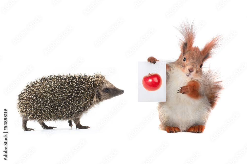 Poster squirrel and hedgehog