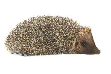 hedgehog