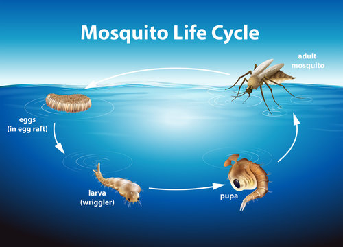 Life Cycle of a Mosquito