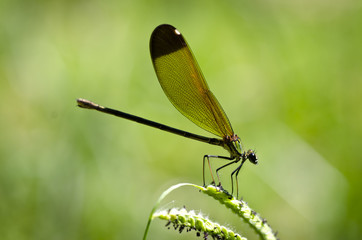Damselfly