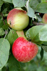 Red apple growing on tree
