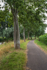 Entwined trees beside a bicycle path