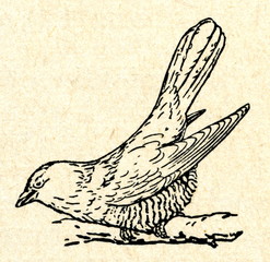 Common Cuckoo (Cuculus canorus)