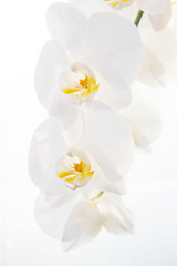 Naklejka na ściany i meble White Orchids
