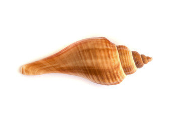sea shell.