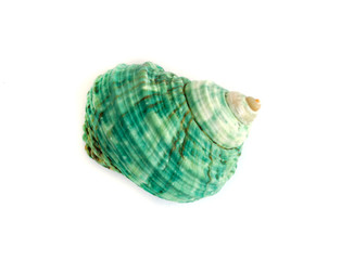sea shell.