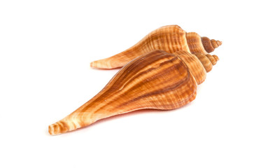 sea shell .