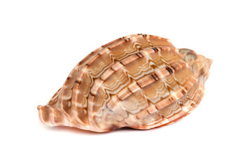 sea shell .
