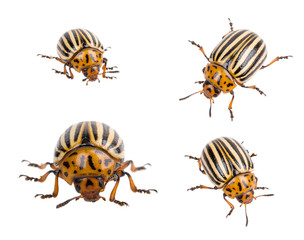 Colorado potato beetle