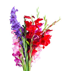 multicolored flowers gladiolus