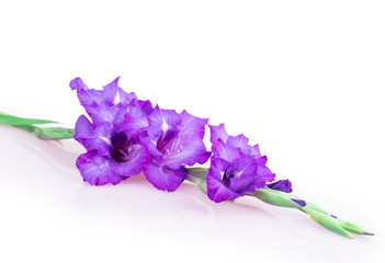 Naklejka premium multicolored flowers gladiolus