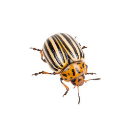 Colorado potato beetle