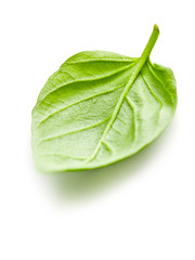 basil leaf