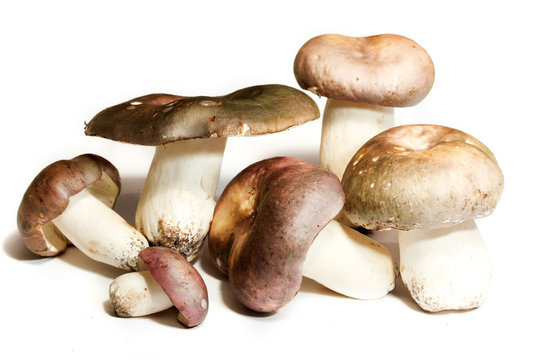 Russula Cyanoxantha
