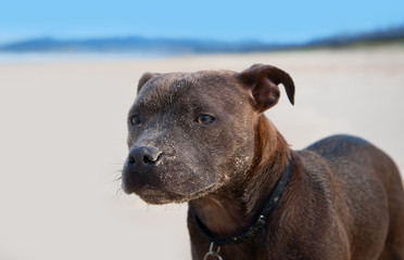 Brown English Staffordshire Terrier