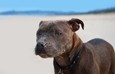 Naklejka premium Brown English Staffordshire Terrier
