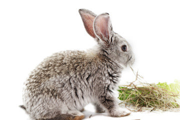 Gray rabbit