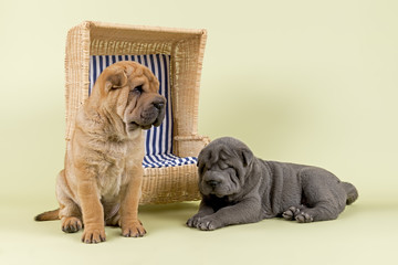 Hunde-Shar-Pei-9297