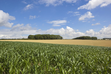 Fototapeta na wymiar summer maize crop