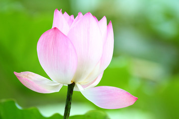 Pink lotus close up