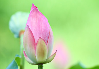 Fototapeta premium Lotus bud in pond