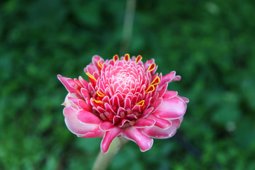 ginger torch