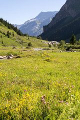 Fototapeta na wymiar Doliny i Alpine kwiaty - Chavi?re dolina w Sabaudii