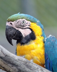 Ara macaw portrait