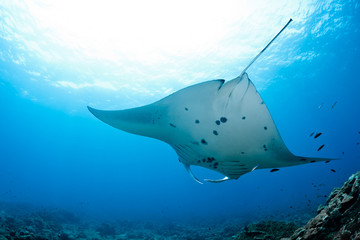Manta Ray © zimagine