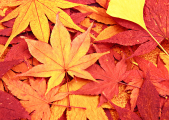 Dried maple