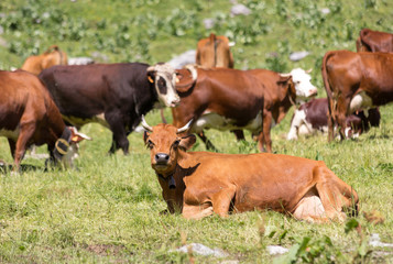 Obraz premium Vaches laitières brunes