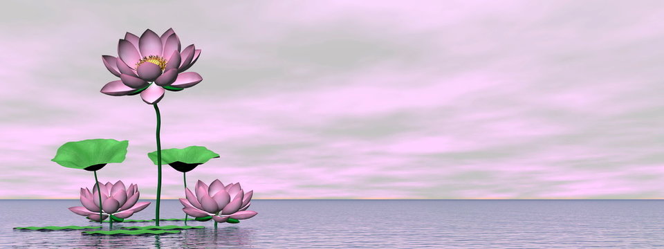 Fototapeta Pink waterlilies and lotus flowers - 3D render