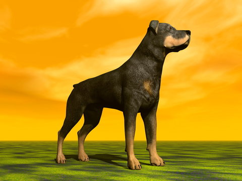 Rottweiller dog - 3D render