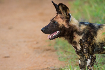 Wild dog standing looking for prey