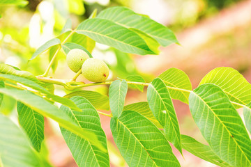 Green walnuts growing on a tree