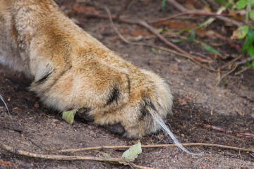 Lion paw with long hair on the ground