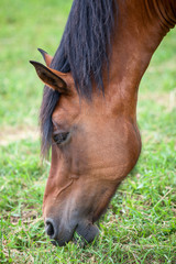 Naklejka na ściany i meble Closeup head of chestnut horse eating young grass