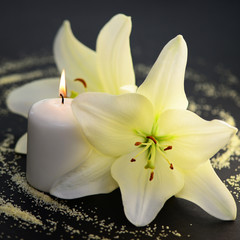 Lilie,Kerze © Printemps