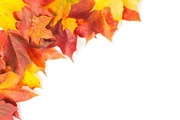 Beautiful autumn maple leaves