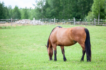 Rear view of horse grazing on field in summer