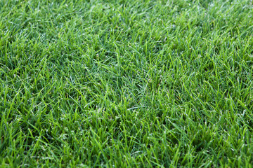 green grass background