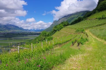 Naklejka premium Trentino 06